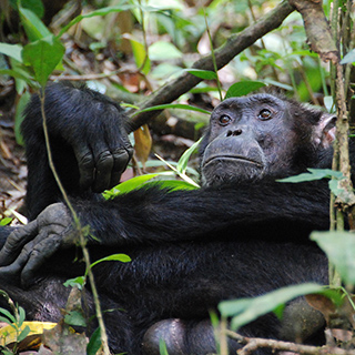Kibale - Chimpanzee